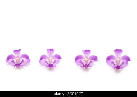 Gros plan de quatre orchidées violettes isolées sur fond blanc Banque D'Images