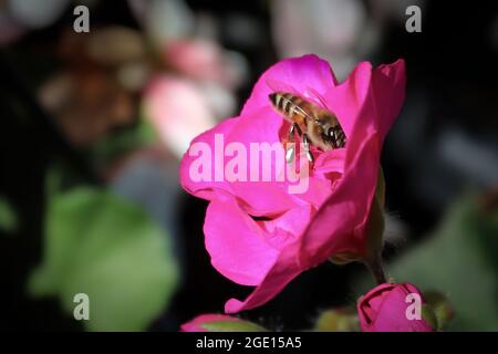 Vue latérale d'une abeille à l'intérieur d'une rose Banque D'Images
