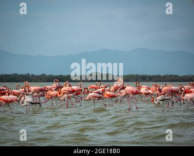 Gigantesque Herd of Pink and Grey Flamingos traversez un lac Wavy contre un ciel bleu dans la réserve naturelle de Camarones, Riohacha, la Guajira, Colombie Banque D'Images