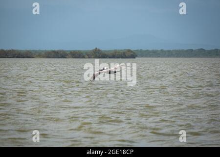 Le Pélican brun (Pelecanus occidentalis) survole la mer le matin dans la réserve naturelle de Camarones, Riohacha, la Guajira, Colombie Banque D'Images