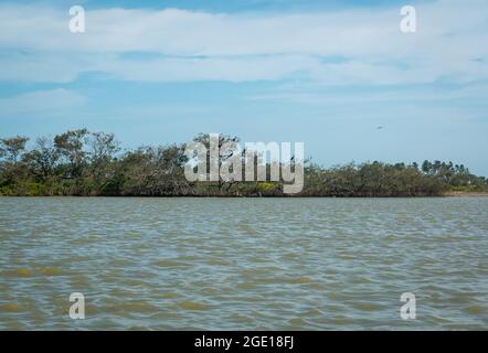 La mangrove noire (Avicennia germinans), est un arbuste ou petit arbre avec des oiseaux qui perche dessus ou refuge du soleil Banque D'Images