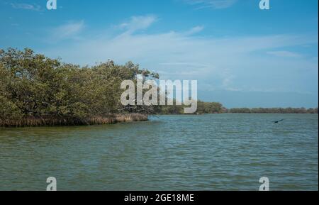 La mangrove noire (Avicennia germinans), est un arbuste ou petit arbre avec des oiseaux qui perche dessus ou refuge du soleil Banque D'Images