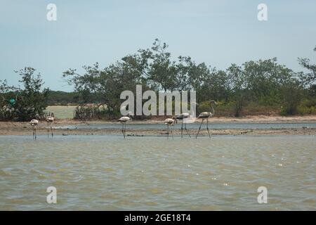 Flamingos gris Marche dans la réserve naturelle de Camarones, Riohacha, la Guajira, Colombie Banque D'Images