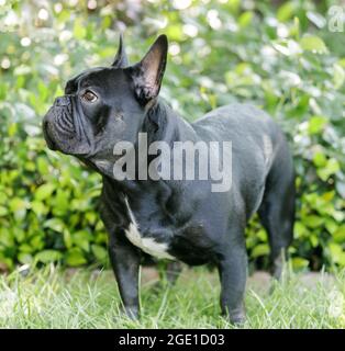 8 mois-Bouledogue français noir sur l'herbe et regardant loin. Parc pour chiens hors-laisse dans le nord de la Californie. Banque D'Images