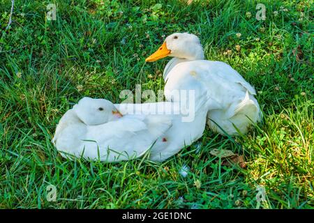 Canards domestiques blancs dans la zone du bétail au monument national Booker T. Washington à Hardy, Virginie. Banque D'Images