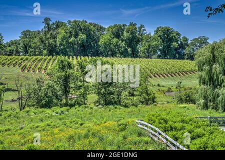 Les raisins poussent sur une colline aux vignobles de Barboursville en Virginie. Banque D'Images