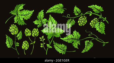 Branche de plante de houblon avec feuilles et cônes esquisse vert ensemble. Croquis pour le logo, l'étiquette, l'emblème, le motif de l'emballage de la bière. Houblon angulaire herbe conception gravure dessin main vecteur isolé Illustration de Vecteur