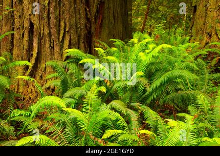 Fougères de l'épée de l'Ouest (Polystichum munitum) dans la forêt de séquoias de la côte, parc national Jedediah Smith Redwoods, parc national de Redwood, Californie Banque D'Images