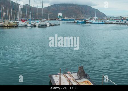 Un phoque à fourrure de cap sur le ponton ou le quai flottant avec des yachts et la chaîne de montagnes Chapman's Peak en arrière-plan à la marina de Hout Bay en Afrique du Sud. Banque D'Images