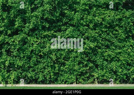 un mur vert de brousse avec fond vert de pelouse Banque D'Images