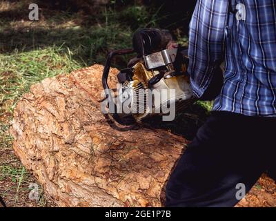 Tronçonneuse en mouvement coupant du bois. Ouvrier de bûcherons tenant une vieille tronçonneuse et sciant le bois, gros arbre dans le bois, sciure de bois qui survole. Banque D'Images