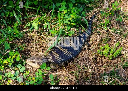 Lézard australien de langue bleue, Tiliqua scincoides Banque D'Images