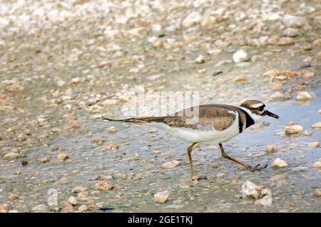 Un cerf de virginie (Charadrius vocifurus) est photographié dans le parc de stationnement de la plage publique de Dauphin Island, le 12 août 2021, à Dauphin Island, en Alabama. Banque D'Images