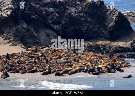 Shell Island avec lions de mer, parc national de Cape Arago, Oregon Banque D'Images