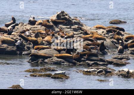 Lions de mer, parc national de Cape Arago, Oregon Banque D'Images