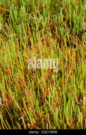 Picklewood (Salicornia virginica) le long de Marsh Trail, refuge national de faune de Bandon Marsh, unité ni-les-tun, Oregon Banque D'Images