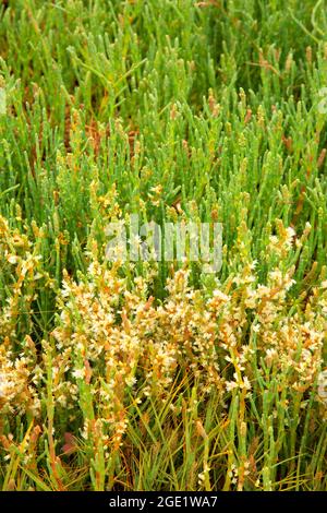 Picklewood (Salicornia virginica) le long de Marsh Trail, refuge national de faune de Bandon Marsh, unité ni-les-tun, Oregon Banque D'Images