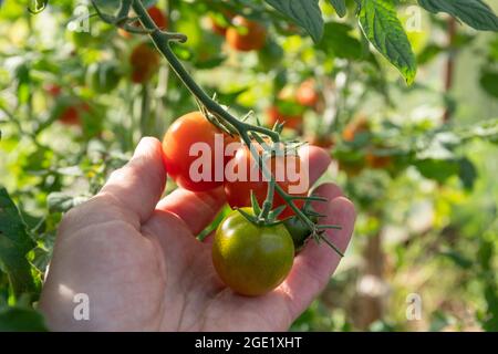 Cueillir à la main de petites tomates mûres rouges d'une branche, gros plan. Culture de tomates cerises dans le jardin. Régime alimentaire naturel concept fait maison Banque D'Images