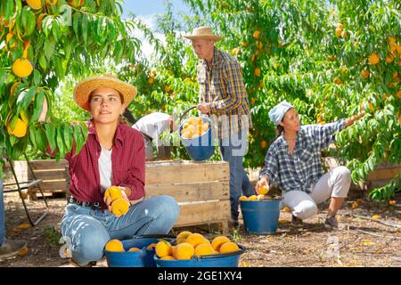 Une jeune femme paysanne cueille des pêches dans un jardin de fruits Banque D'Images