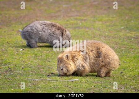 Wombat sauvage pris à Maria Island, une île isolée située le long de la côte ouest de la Tasmanie en Australie Banque D'Images