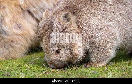 Wombat sauvage pris à Maria Island, une île isolée située le long de la côte ouest de la Tasmanie en Australie Banque D'Images