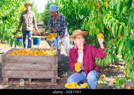 Une jeune femme paysanne cueille des pêches dans un jardin de fruits Banque D'Images