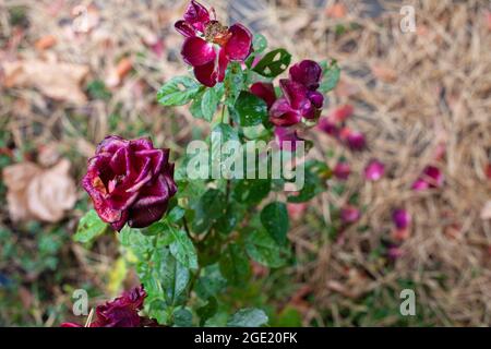 Vieilles roses dans le jardin d'automne. Rose buisson avec fleurs bordeaux et pétales décolorés couché sur le sol avec des aiguilles de pin, coin avec arrière-plan non focalisé Banque D'Images