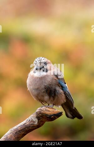 Oiseau européen coloré et mignon, jay eurasien, Garrulus glandarius, assis sur une branche sur fond solide pendant le feuillage d'automne dans la nature finlandaise Banque D'Images