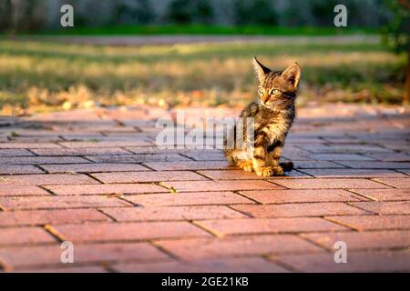 Petit chaton solitaire est assis sur le chemin dans le parc dans les rayons du soleil couchant. Banque D'Images
