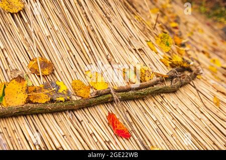 Feuilles d'automne colorées sur un toit en paille Banque D'Images