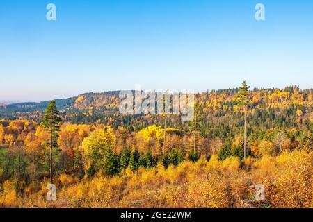 Forêt d'automne avec arbres colorés Banque D'Images