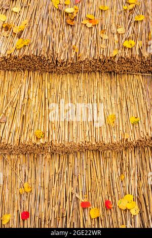 Feuilles d'automne sur un toit de chaume Banque D'Images