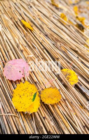 Feuilles d'automne tombées sur le roseau Banque D'Images