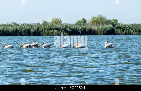 Pélicans dalmates (Pelecanus crispus) pêche avec des Cormorans dans le delta du Danube Banque D'Images