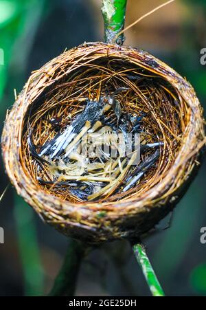 Les restes de l'oiseau-bébé sont morts à l'intérieur de son nid. Le concept de sauve l'oiseau. Banque D'Images