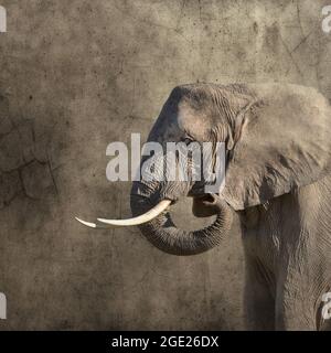 Éléphant d'Afrique, loxodonta africana, vue latérale monochrome sur fond texturé. Style rétro avec espace pour le texte. Banque D'Images