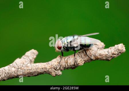 Mouche bleue, Calliphora vomitoria, Satara, Maharashtra, Inde Banque D'Images