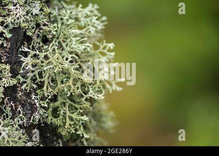 Belle variété de mousses et de lichen luxuriants sur le tronc d'un arbre en été, gros plan avec un arrière-plan flou Banque D'Images