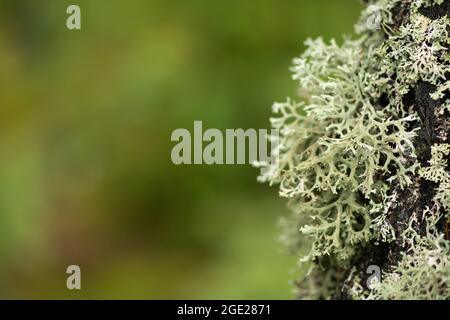 Belle variété de mousses et de lichen luxuriants sur le tronc d'un arbre en été, gros plan avec un arrière-plan flou Banque D'Images