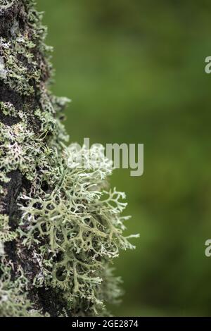 Belle variété de mousse luxuriante et de lichen sur le tronc d'un arbre en été, gros plan avec un arrière-plan flou, vertical Banque D'Images