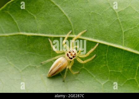 Femelle deux araignées sautant à rayures, Telamonia dimidiata, Satara, Maharashtra, Inde Banque D'Images