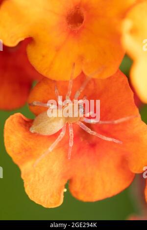 Petite araignée de sac sur fleur, Cheiracanthium intusum, Satara, Maharashtra, Inde Banque D'Images