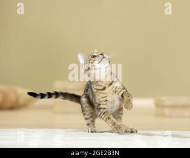 Chat Bengale. Jeunes jouant, regardant. Photo de studio. Allemagne Banque D'Images