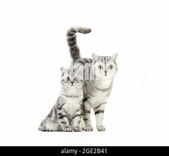 British Shorthair. Tabby mère avec chaton. Image studio sur fond blanc. Allemagne Banque D'Images