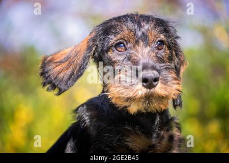 Dachshund à poil dur. Portrait d'un chiot (3 mois) Banque D'Images