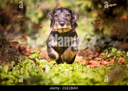 Dachshund à poil dur. Chiot (3 mois) en route vers l'appareil photo. Allemagne Banque D'Images