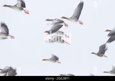 OIE des Grisons, OIE des Greylag (Anser anser). Envolez-vous dans la brume. Allemagne Banque D'Images