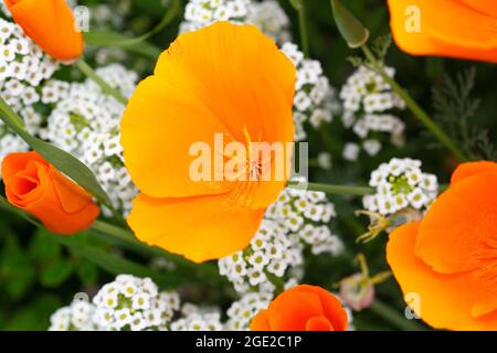 Pavot de Californie (Eschscholzia californica), la floraison. Banque D'Images