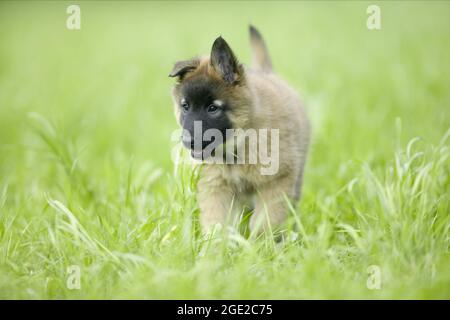 Berger belge, Tervuren. Chiot marchant sur un pré. Allemagne Banque D'Images