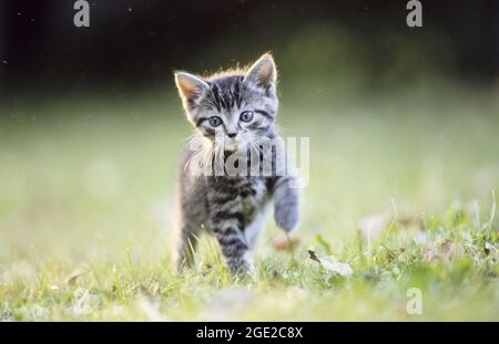 Chat domestique Tabby chaton debout dans l'herbe, avec une jambe avant relevée. Allemagne Banque D'Images